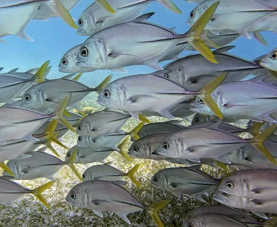 A tight school of yellow-finned jacks filling the frame