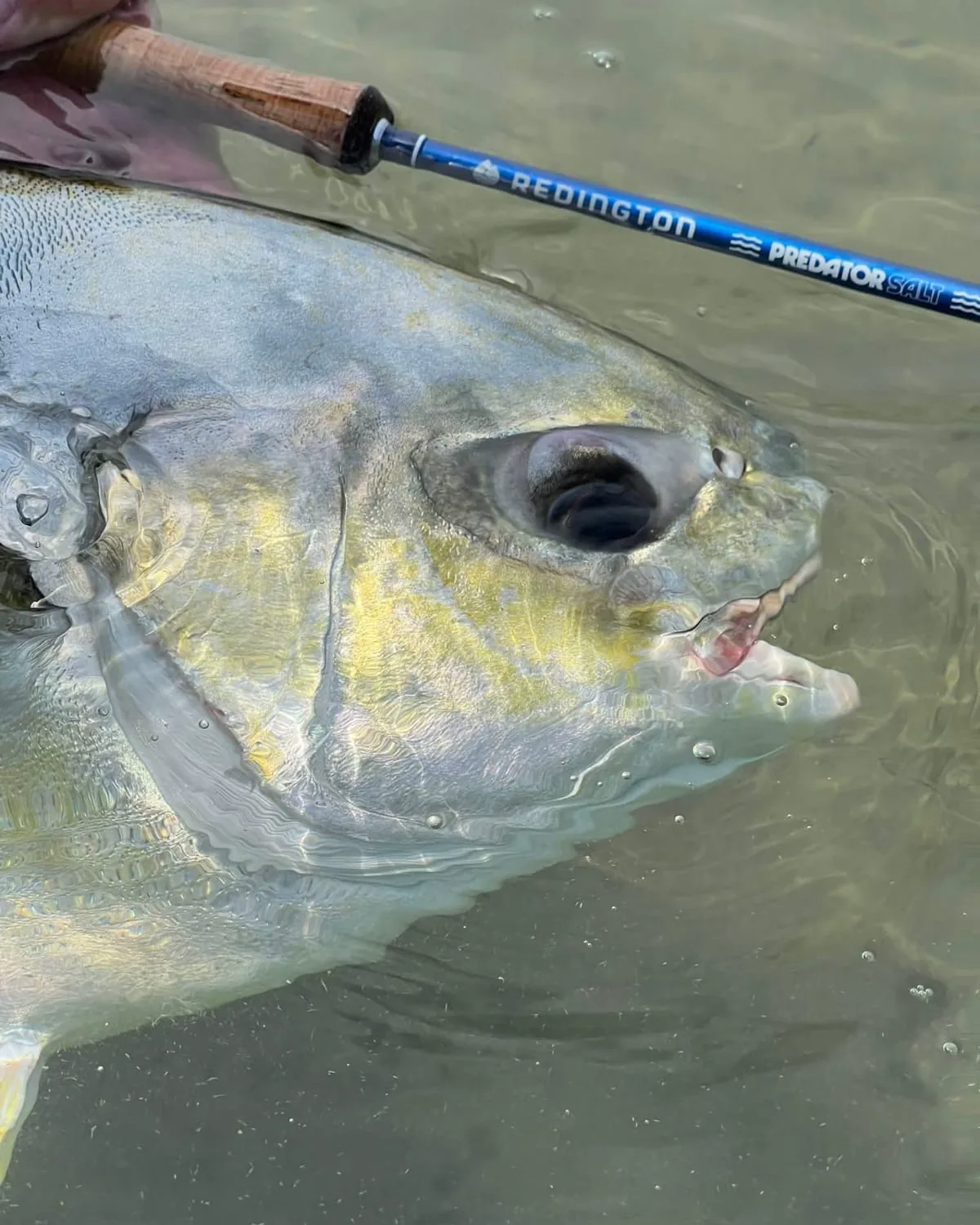 A permit at the surface beside the fly rod that took it