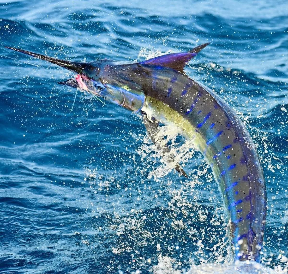 A sailfish leaping clear of the water on the line
