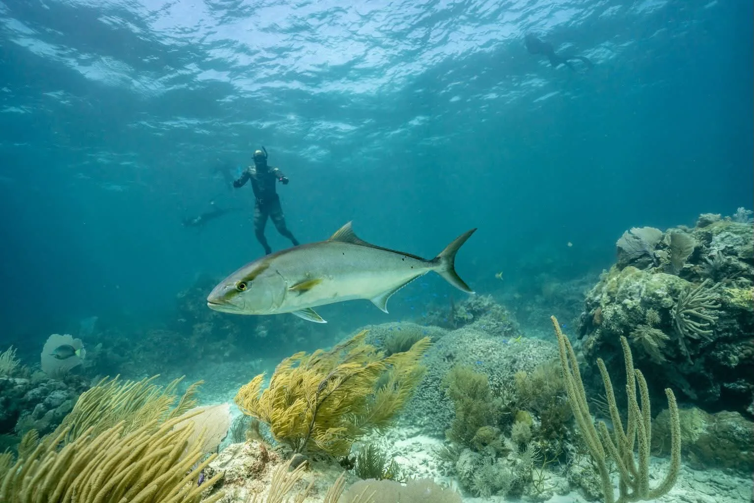 A jack crossing the reef below a free-diver at the surface