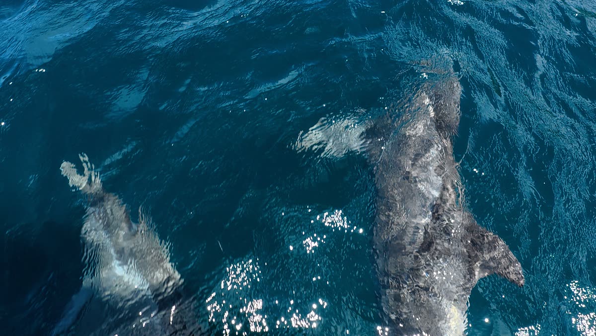 Dolphins off the bow