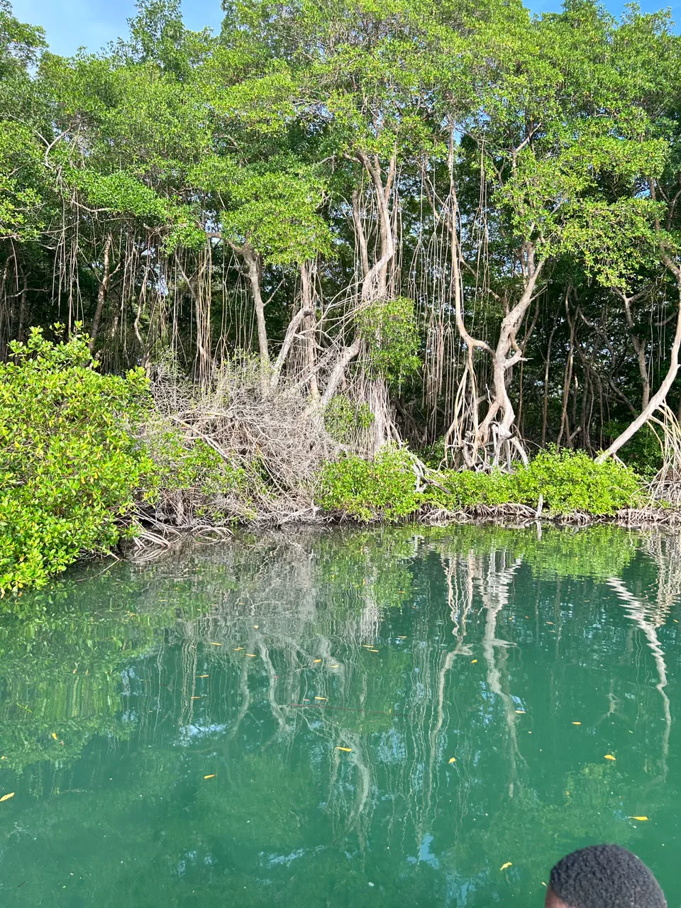 Still water in the mangroves