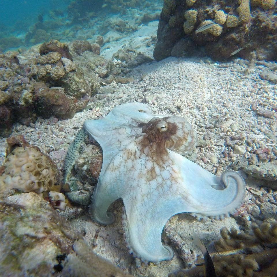An octopus on the reef
