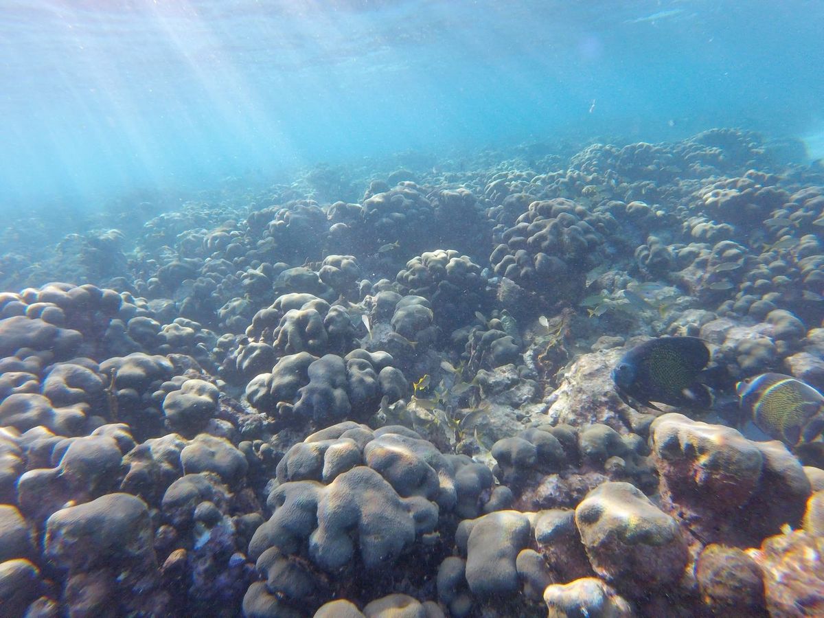 Across the coral heads