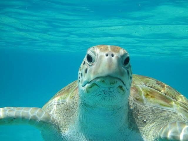 A turtle, up close